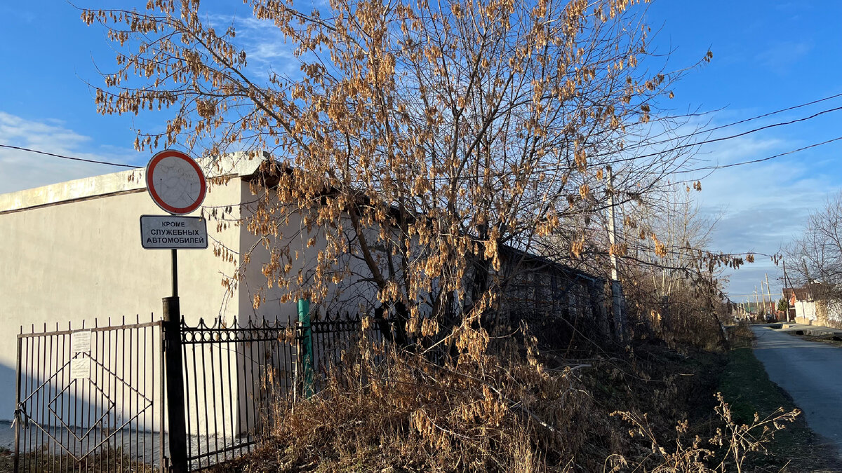 Три куста со стороны въезда на территорию 