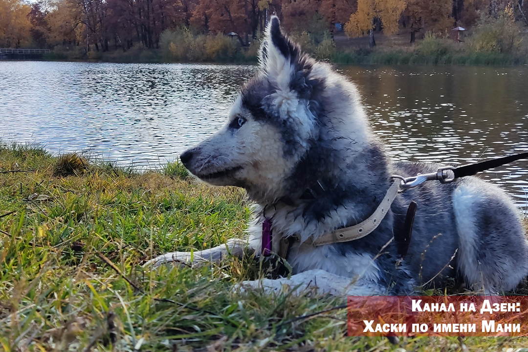 Хаски по имени Мани после прогулки по берегу на городском пруду