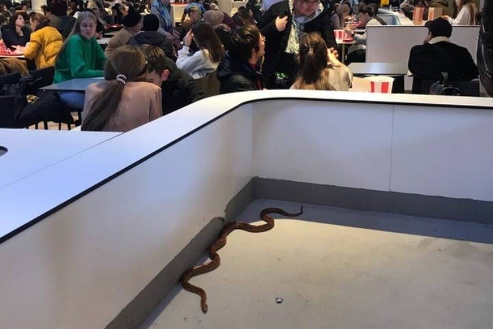     Большую змею заметили в фуд-корте в ТЦ «Галерея» в Петербурге  СОЦСЕТИ