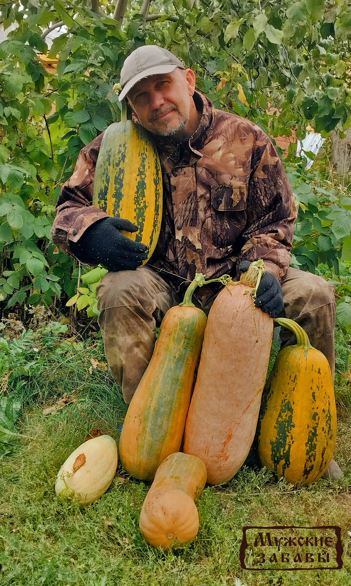 тыквы уродились на славу в этом году!