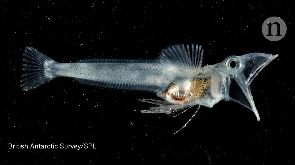 ледяная рыба