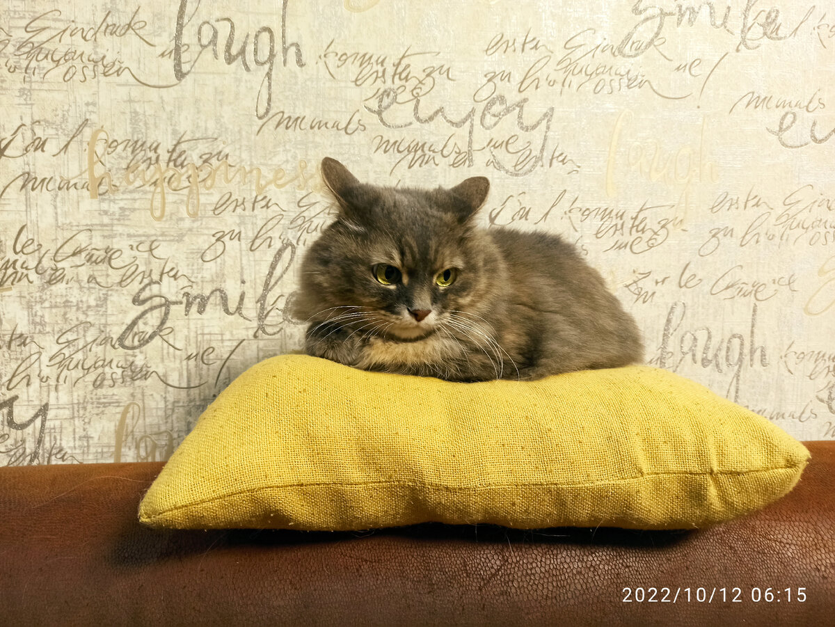 Маняха, наша кошка-ортодокс