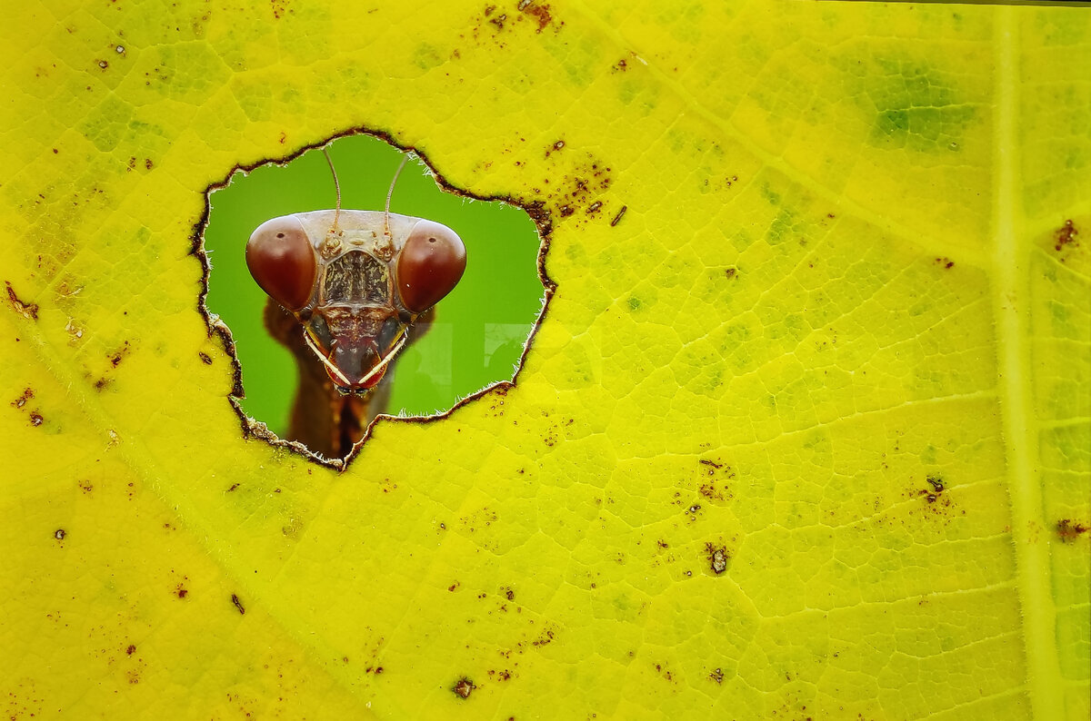 "Окно в осень", фотограф Хасан Баглар (Кипр)