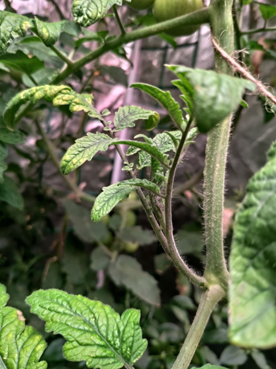 Всем Доброго дня! А вот и новости Фиолетового блога🙃 Пришло время сделать краткий обзор того, как сейчас поживают наши растишки на площади 1,36м2. А вот что бывает если проморгать рост пасынка.