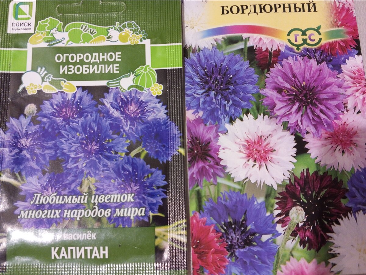 Василек бордюрный