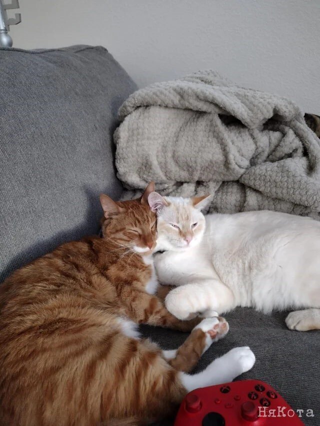 Здесь и далее фото: reddit.com