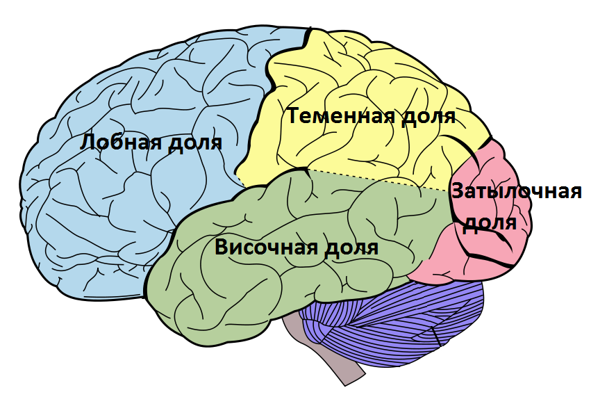 Основные доли мозга