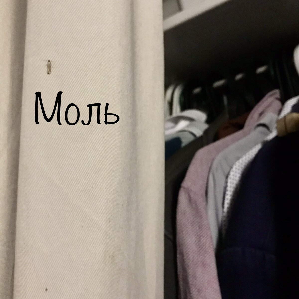 Моль уселась на шторке гардеробной