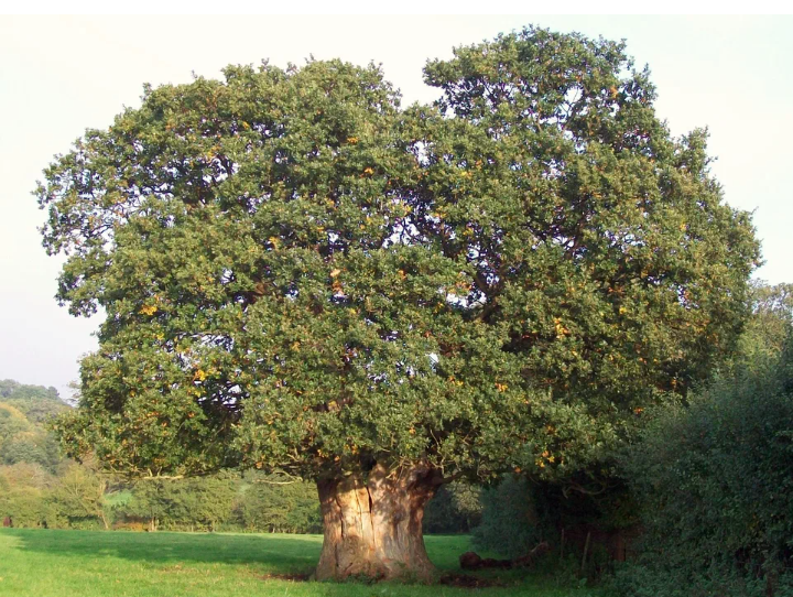 Ну ведь реально, могучее дерево!