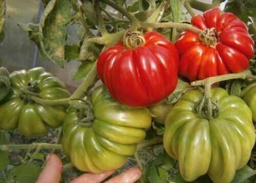 Фото из интернета