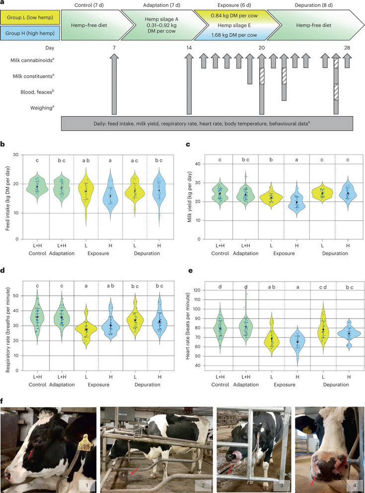     Дизайн эксперимента, физиологические показатели и симптомы интоксикации у коров Bettina Wagner et al. / Nature Food, 2022