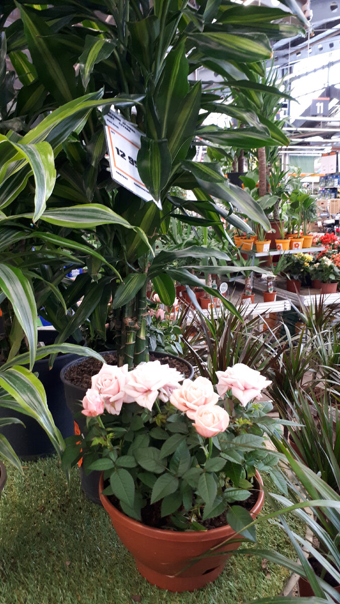 цветы в ОБИ на Варшавском шоссе в Москве