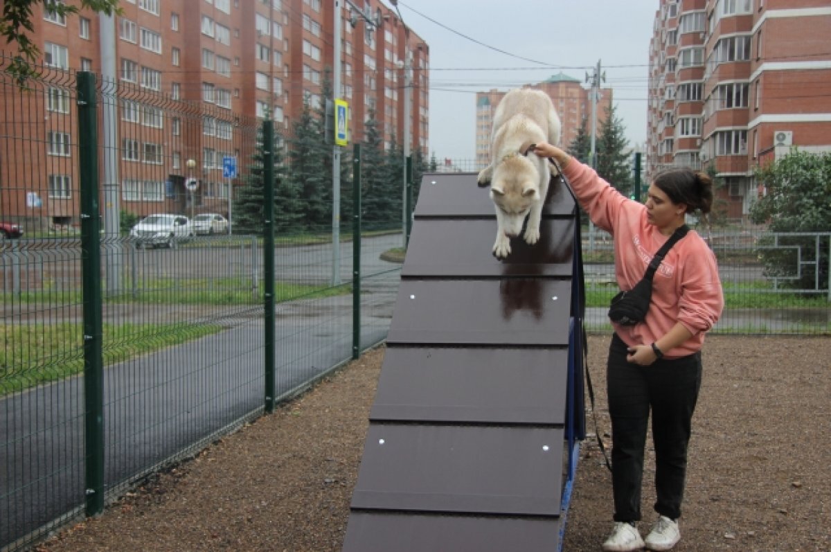    В красноярском сквере на месте Казачьего рынка открыли площадку для собак