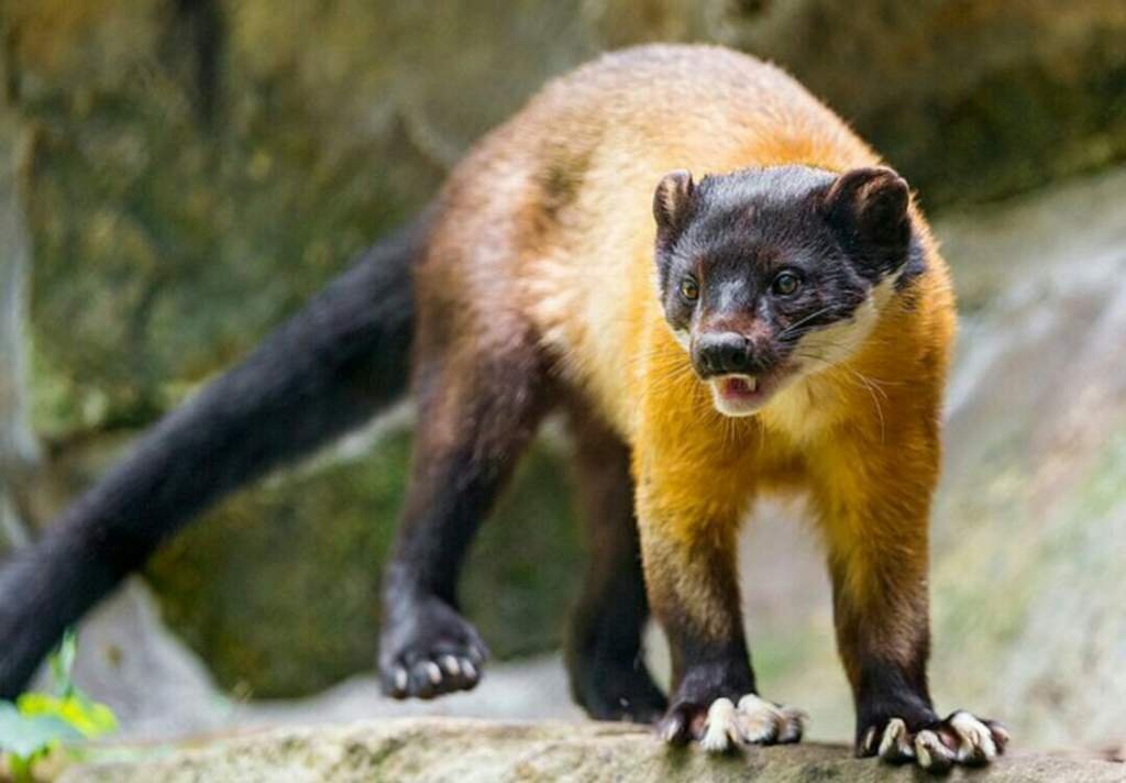 нилгирская харза. харза уссурийская куница. куница харза. куница харза. харз куница.