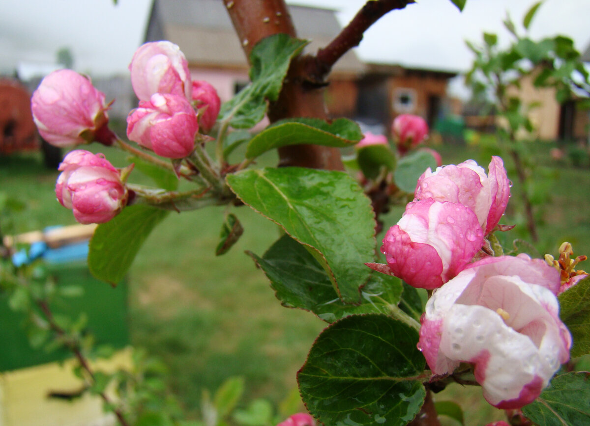 Распускание яблони. Предчувствие весны. Предчувствие весны картинки. В предчувствии весны декоративно-прикладное. На яблоне распустились розовые цветки и украсили сад части речи.