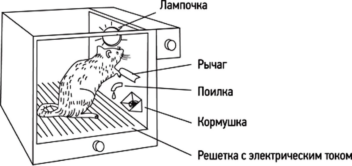Ящик Скиннера