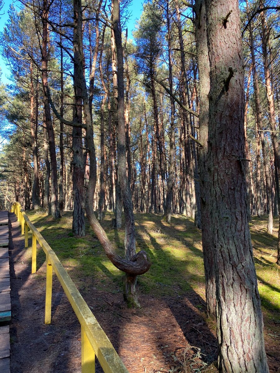 Танцующий лес 