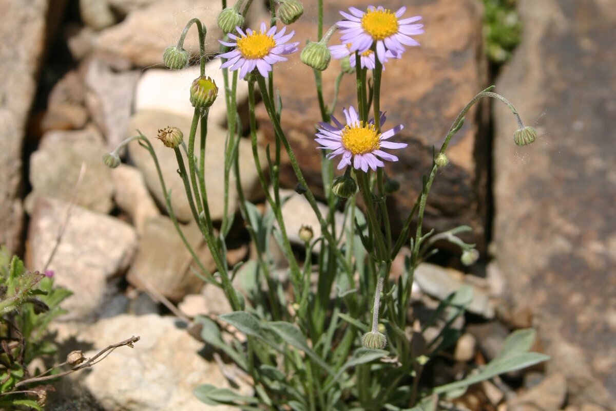 Erigeron macranthus Clear Blue русское название