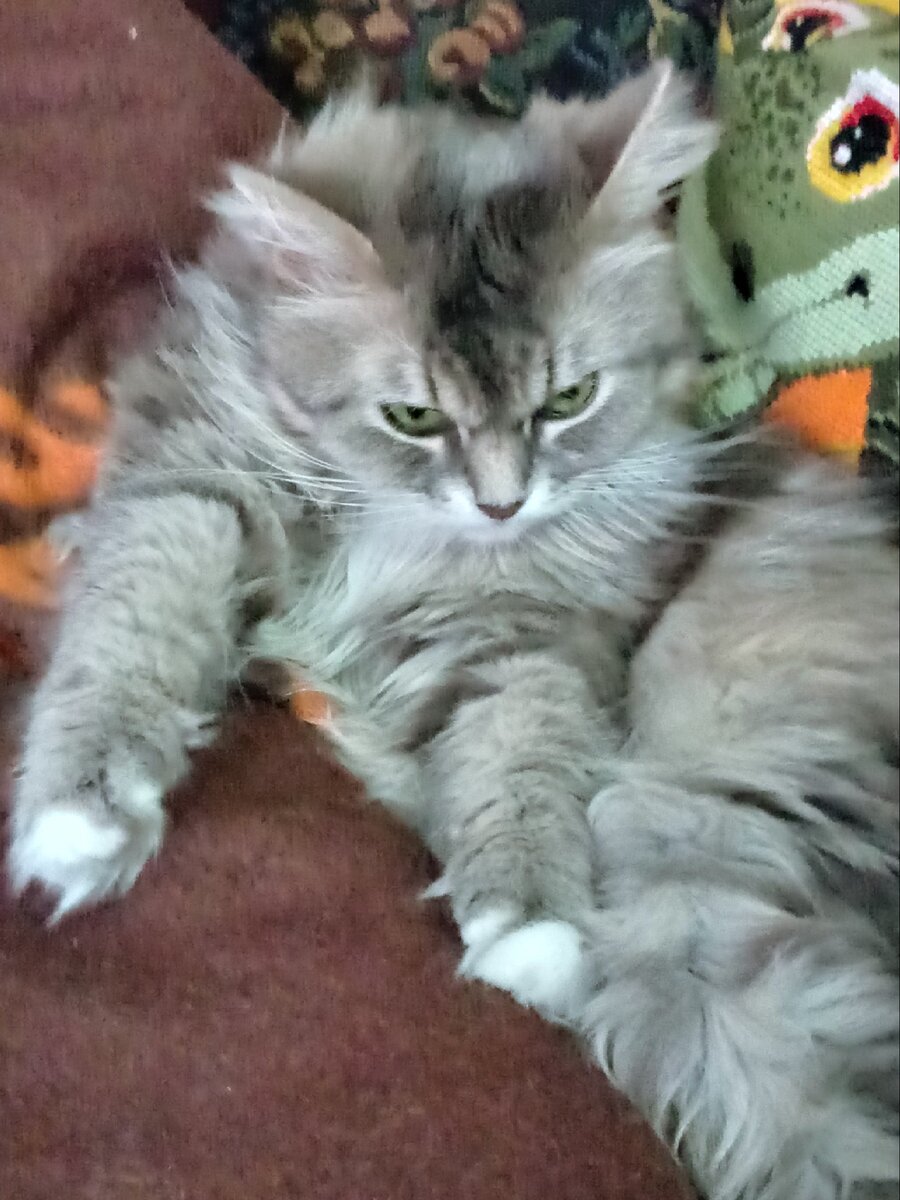 Давай уже, показывай, что там тебе прислали. На фото моя кошка Пушинка