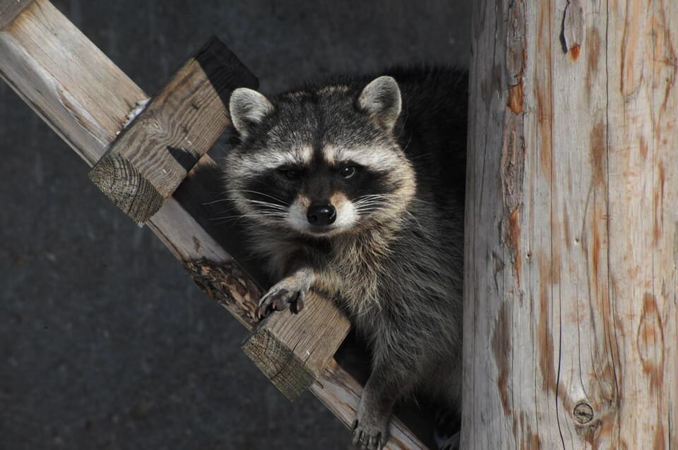 [facebook.com/MoscowZoo ]