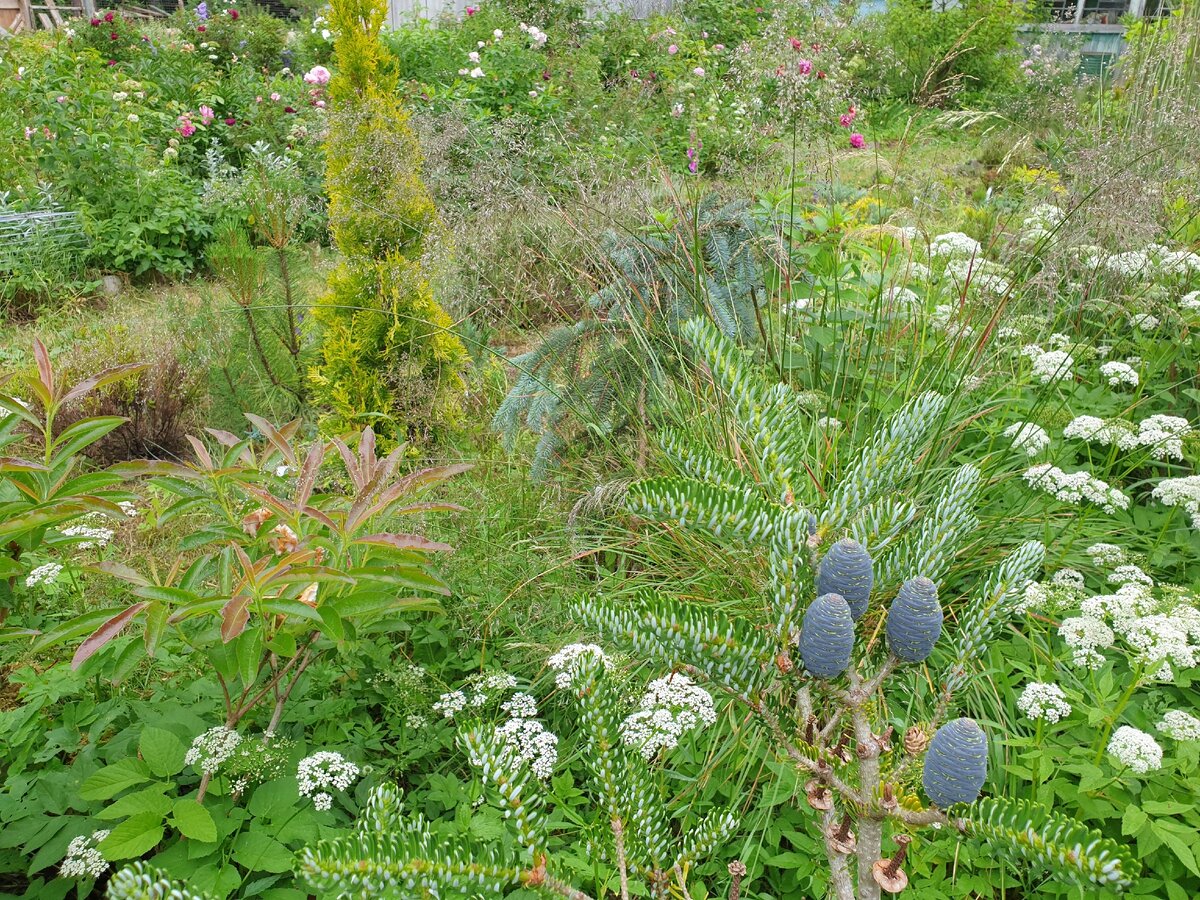 Abies koreana Silver Star