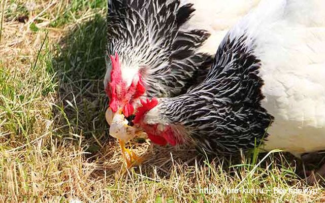 Чем кормить курей, чтобы они не клевали яйца: простые советы