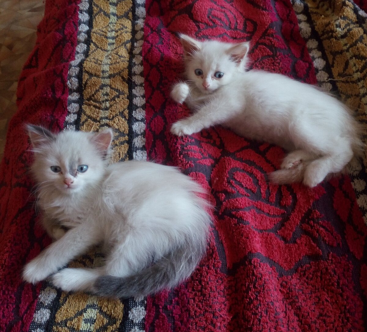 две сестрички