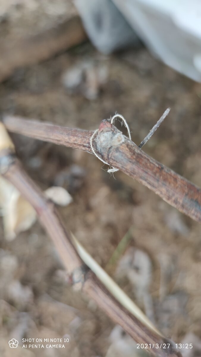 Фото автора.