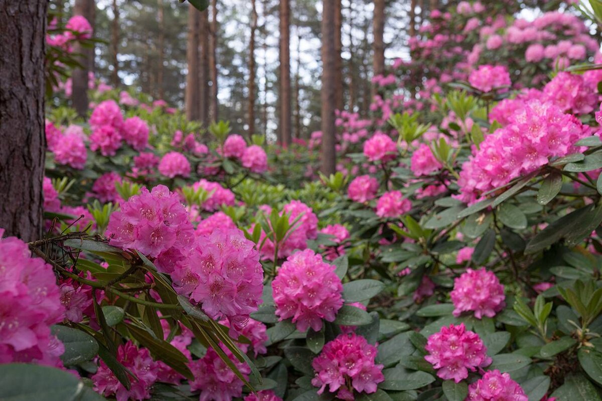 Рододендрон или цветущая азалия, с Яндекс картинок