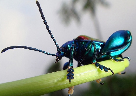 Pin by Jess Bees on honeys Frog, Tree frogs, Beetle