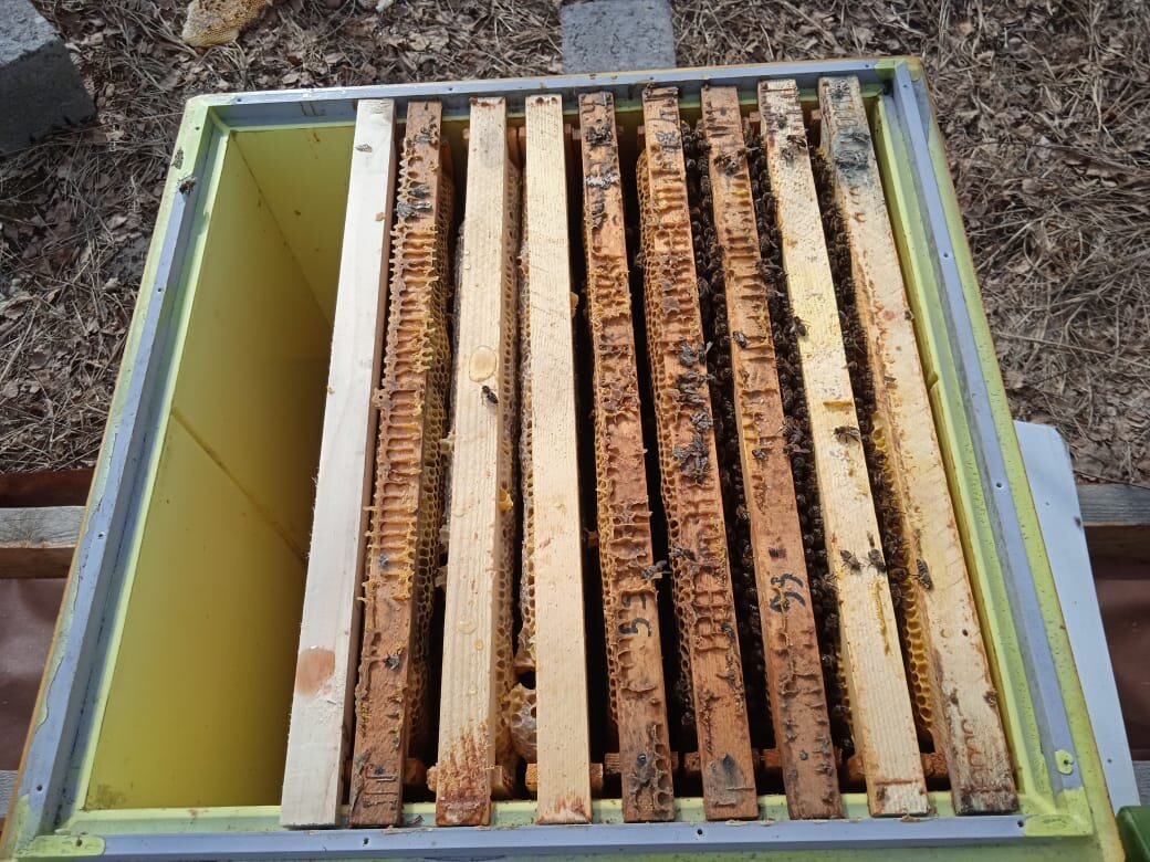 Слабая семейка на трех улочках. Подкормил.