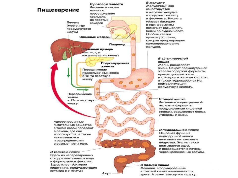 Схема переваривания крахмала