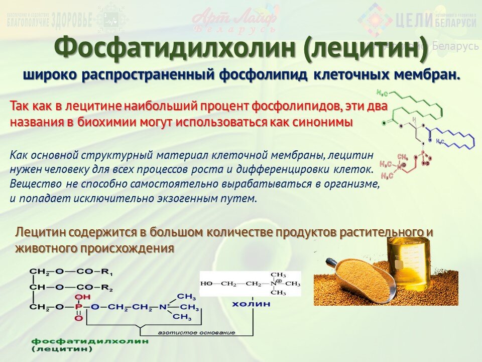 ©® Артлайф Беларусь
Фосфолипиды (фосфоглицериды) - это сложные липиды, сложные эфиры многоатомных спиртов глицерина или сфингозина с высшими жирными кислотами и фосфорной кислотой.-2