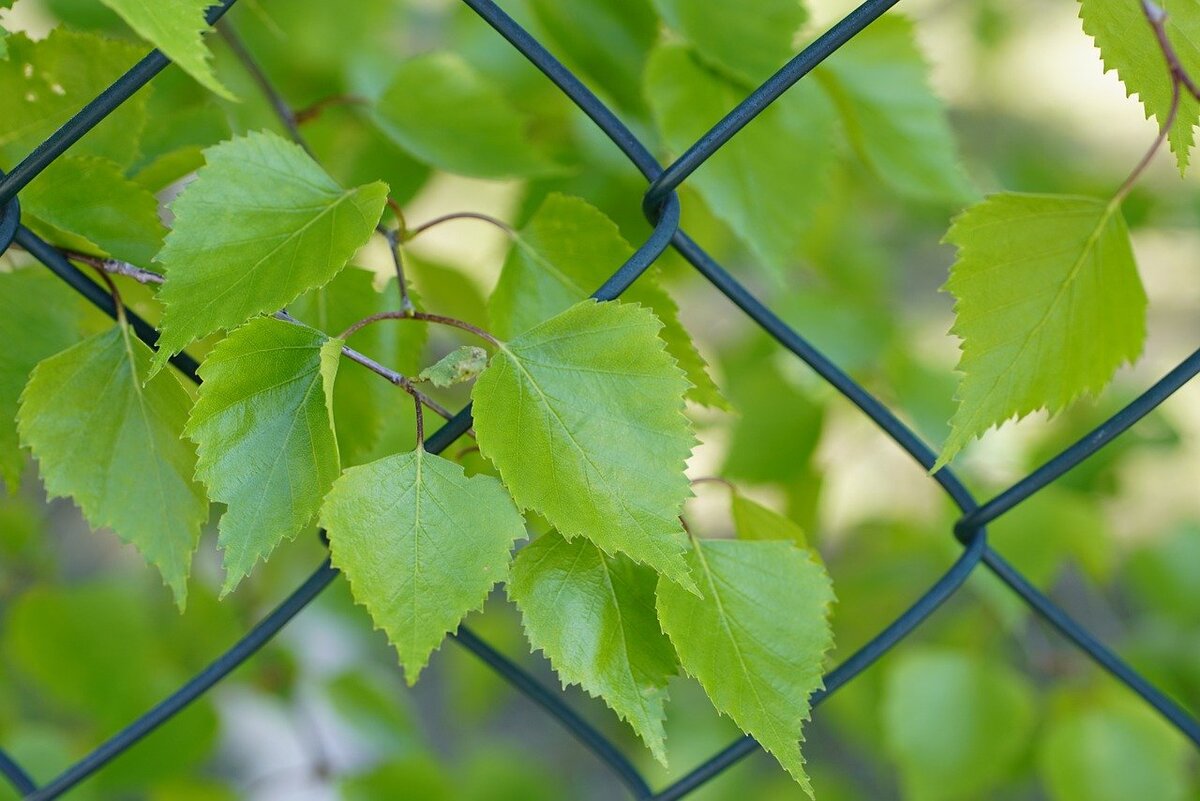 Изображение jhenning с сайта Pixabay 