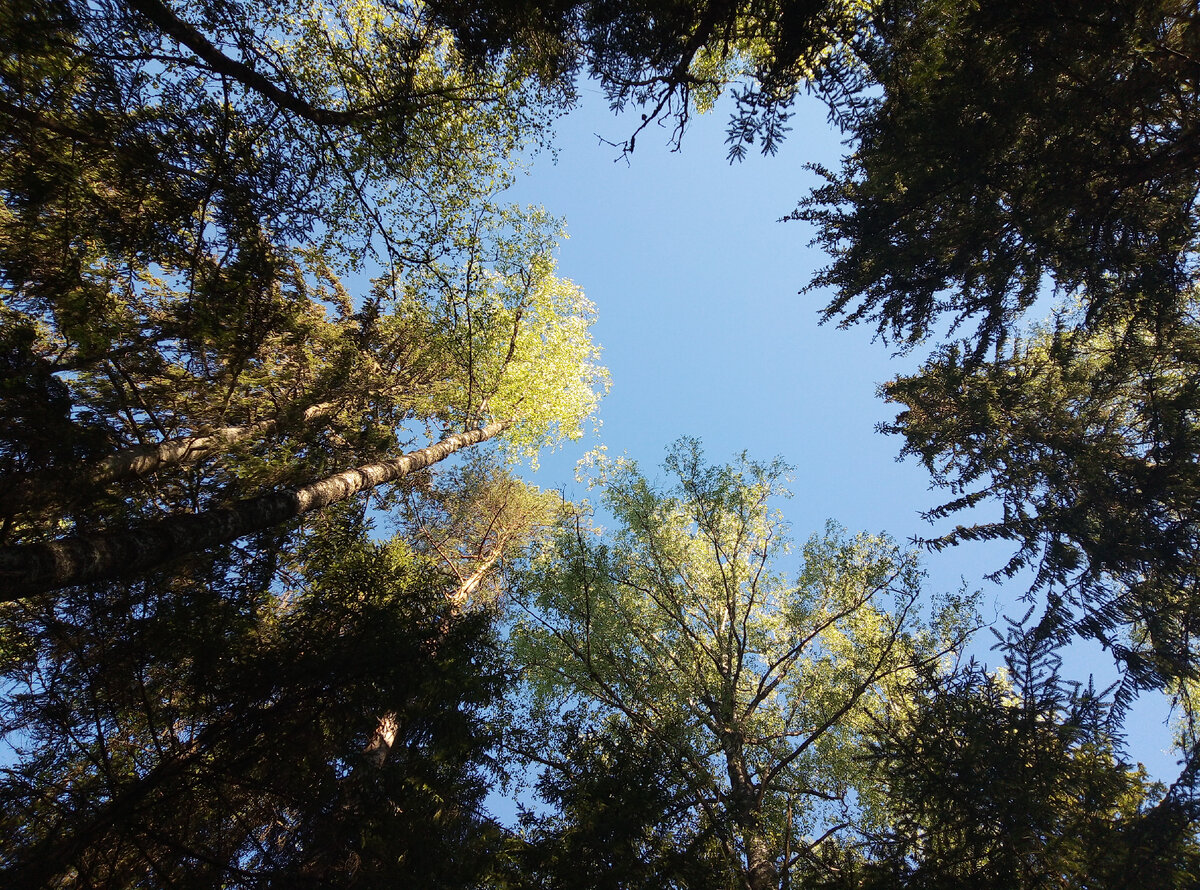 Найди ольху на фото по кроне