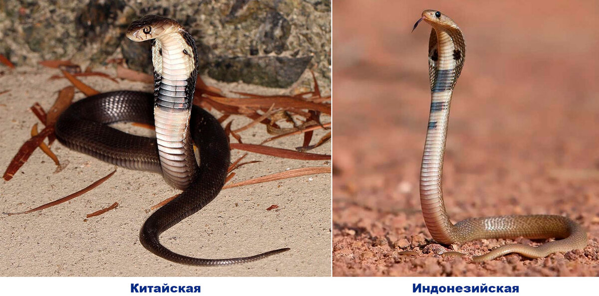 Использовано фото ресурса https://faunistics.com/