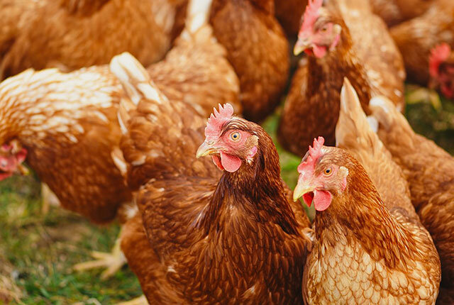 Животный белок в кормлении кур несушек и цыплят – что и сколько давать по норме
