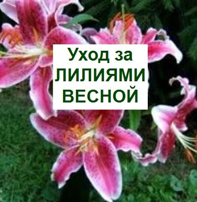 весенний уход за лилиями