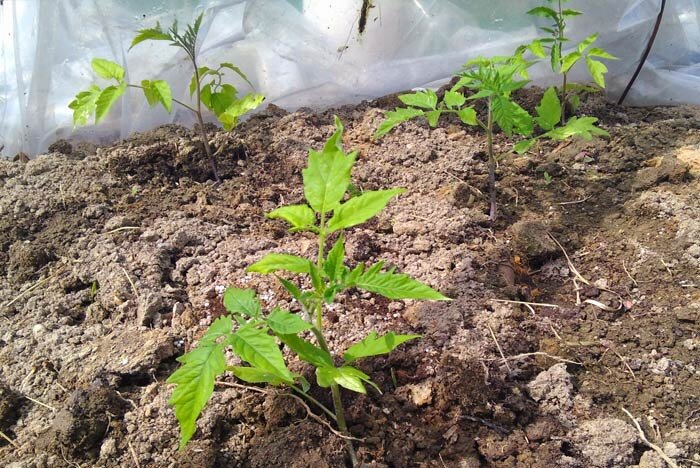 Томаты из рассады начинают приживаться в теплице