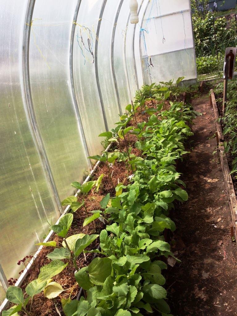 Как сохранить растения от негативного влияния жары в теплице: лучшие способы и советы