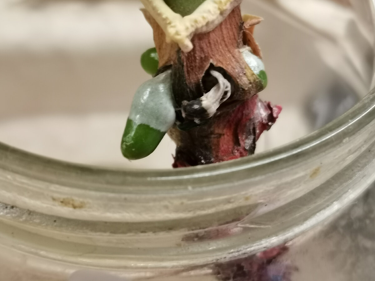 А вот и новый корень появился благодаря нитям, воде и свету.