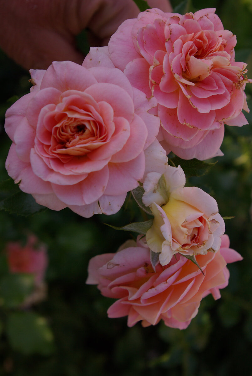 КОНЦЕРТО - плетистая