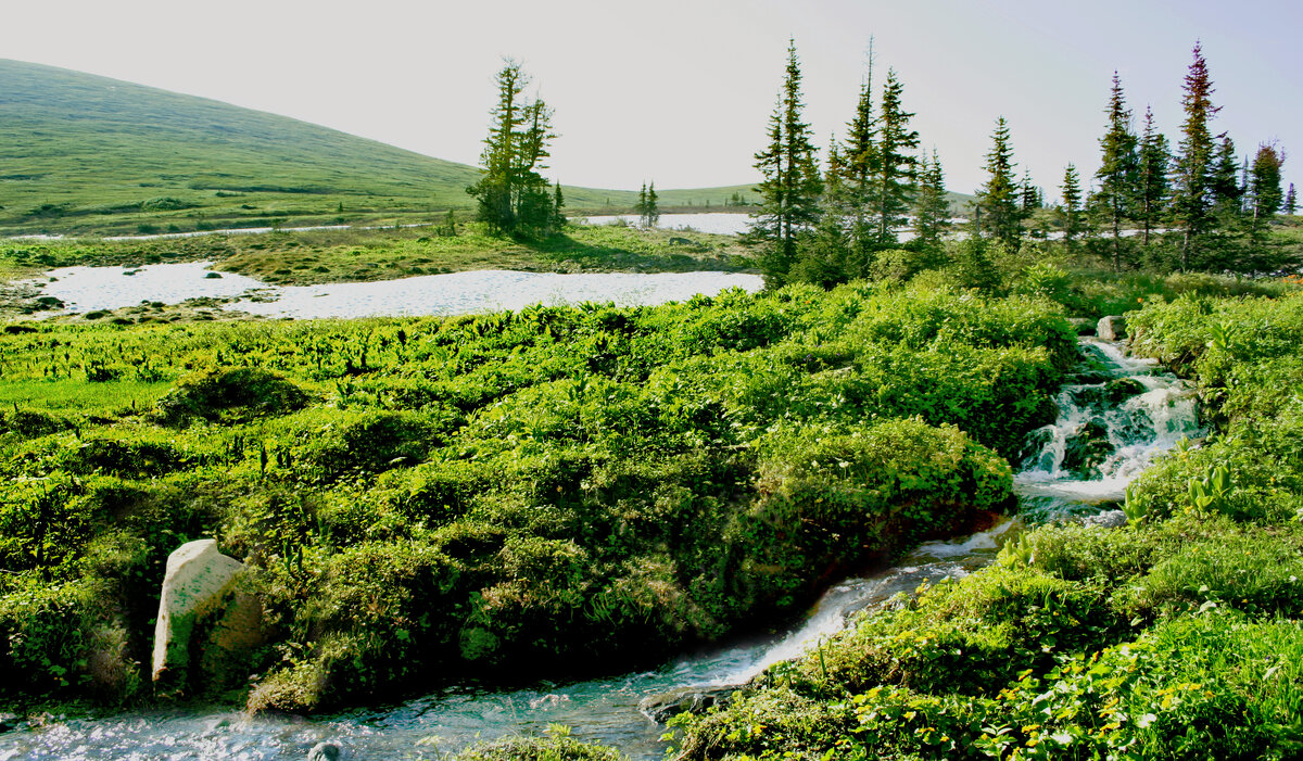 Сосновый бор экотропа калищенское озеро. Растекайтесь ручьи. Март картинки со стихами. Растекайтесь ручьи. Раздвигайтесь ручьи раздвигайтесь лужи стих.