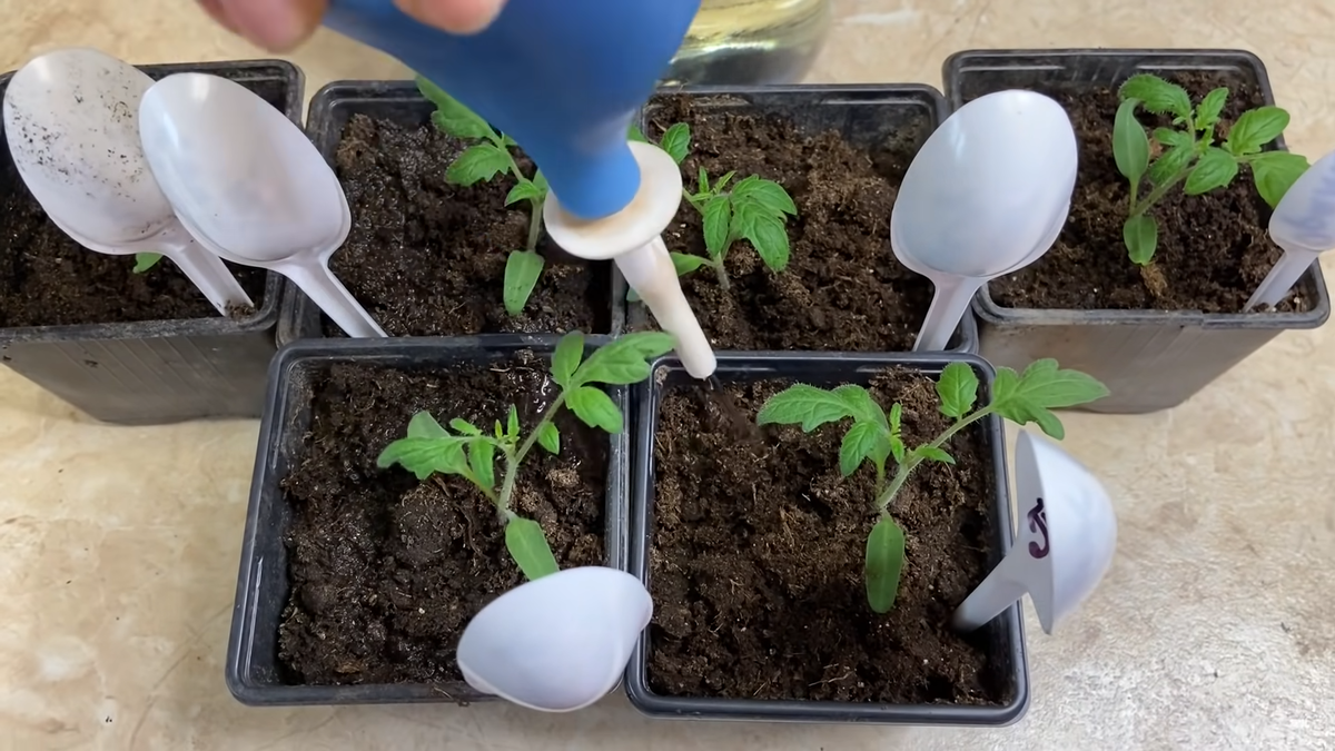 способ подкормки йодом