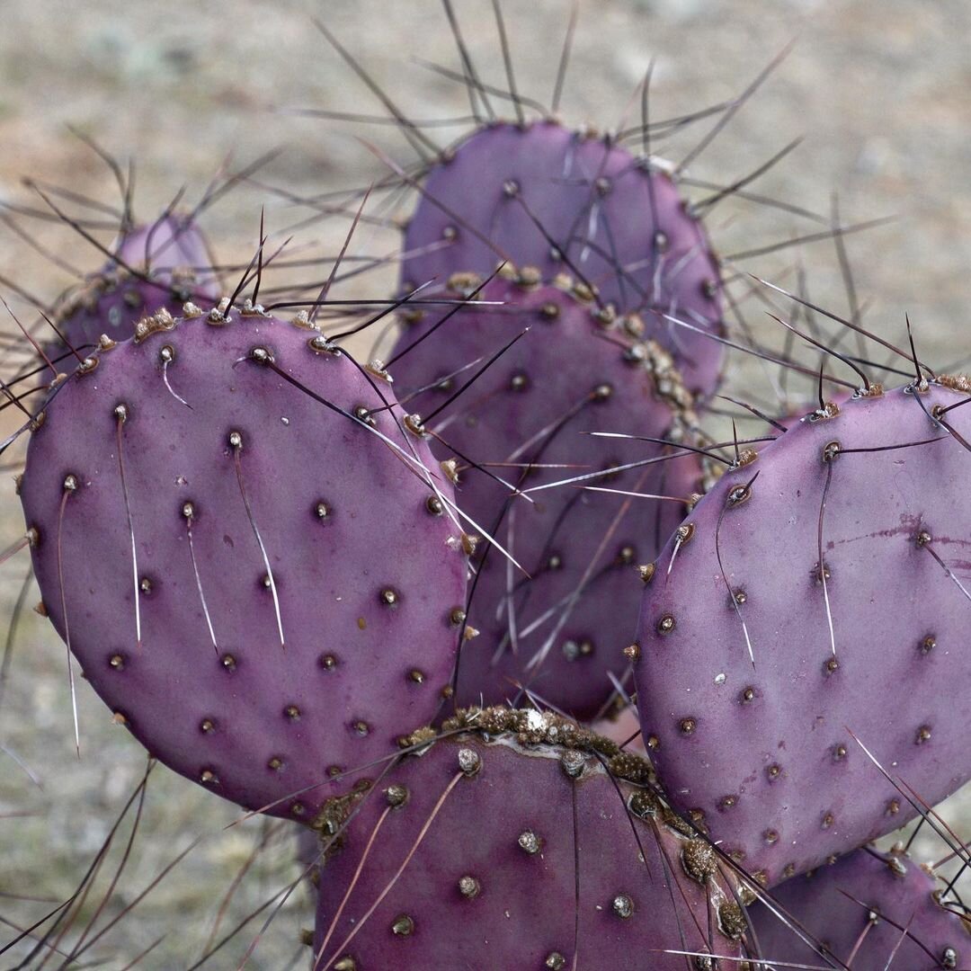 Opuntia violacea
