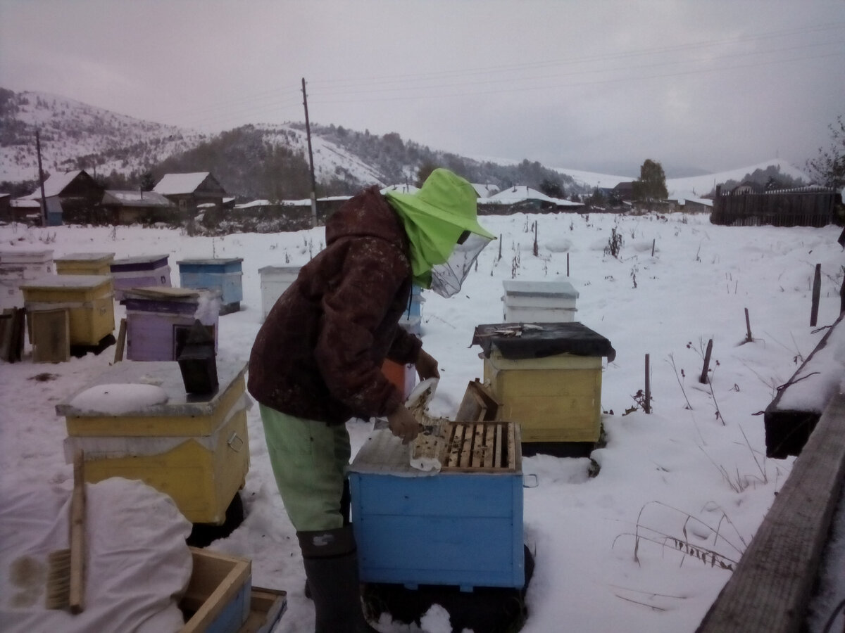 Формирование гнёзд перед зимовкой. Фото автора.