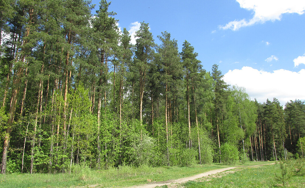 Раменский лес за Плотиной