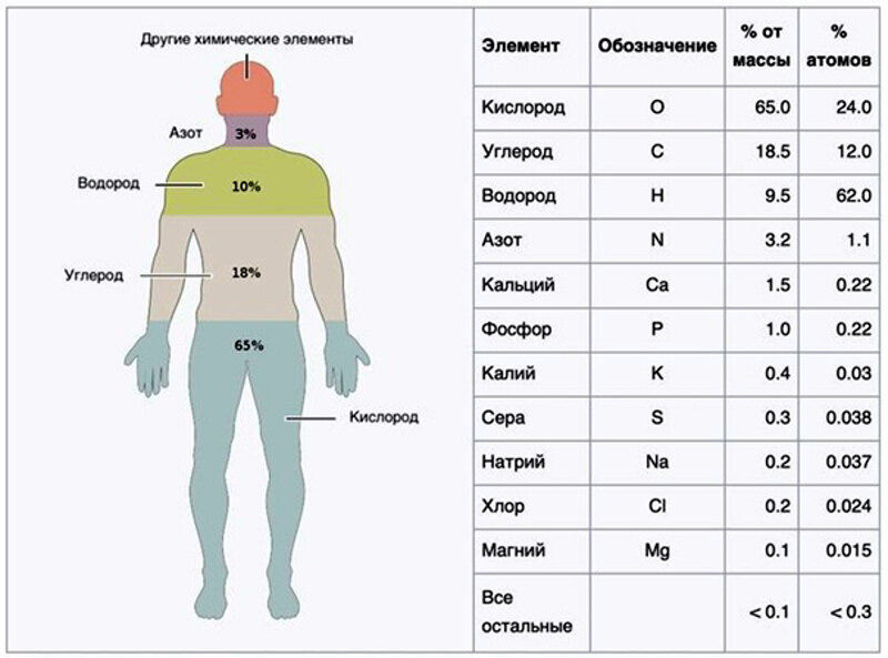 Из чего состоит человек фото