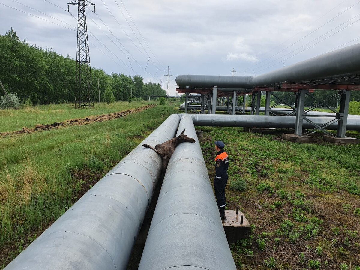 В Челнах погиб застрявший в трубах теплотрассы лосенок (видео) | Chelny ...