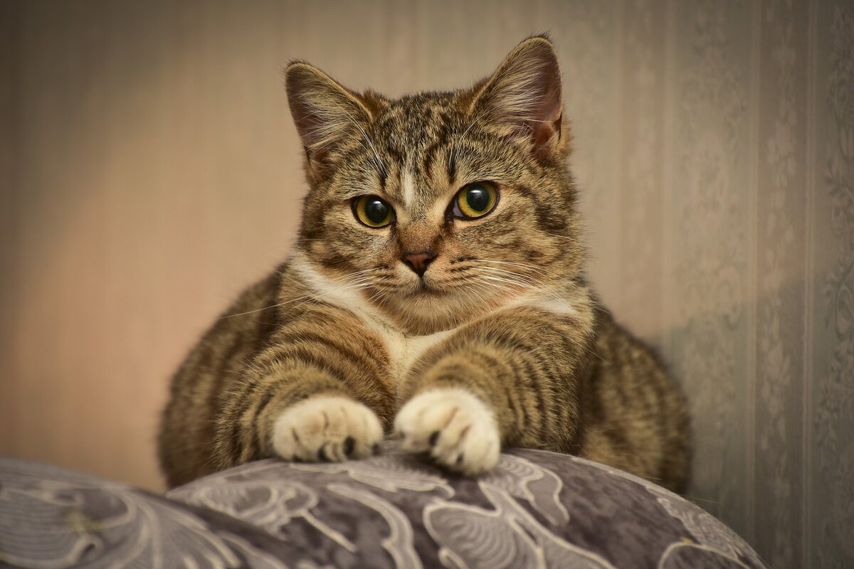 Источник фото: pixabay.com